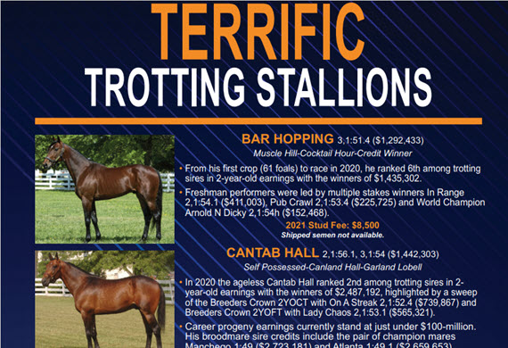 Trotting Stallions